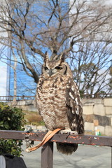 ふくろう