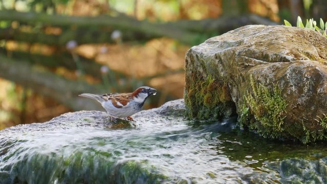 animals wildlife birds - sparrow drinking water: Stafford, England - April 2017