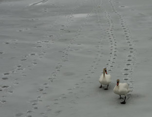 Swans in Snow