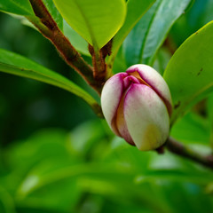 Michelia Figo Flower