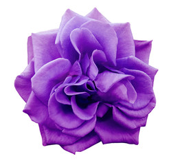 violet rose flower, white isolated background with clipping path.  Closeup. no shadows. Nature..