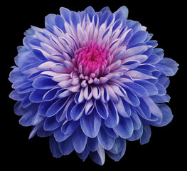 blue flower chrysanthemum, black isolated background with clipping path.  Closeup. no shadows. Nature. - obrazy, fototapety, plakaty
