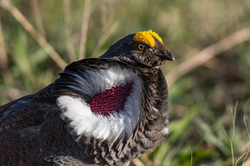Male Dusky Grouse in Mating Courtship Display