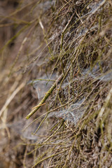 Closeup of cobweb on moss tree