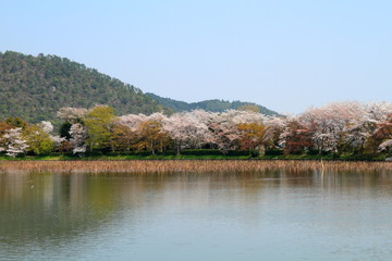 Fototapeta na wymiar 京都、嵐山の大沢池と桜