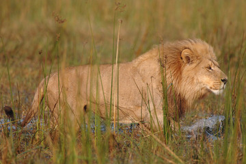Male Lion walking in water hunting buffalo