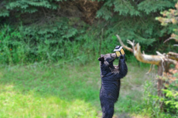 Bear getting seed out of a bird feeder. Gaussian blur applied to background so the eye is drawn to the bear. © mrscatokeefe