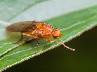 Drosophile Fly Insect on Leaf Macro