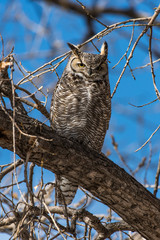 Great Horned Owl Perched on a Branch