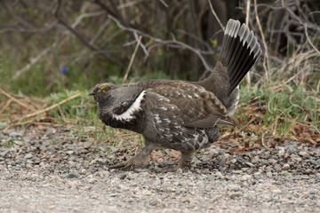 Male Dusky Grouse in Mating Courtship Display