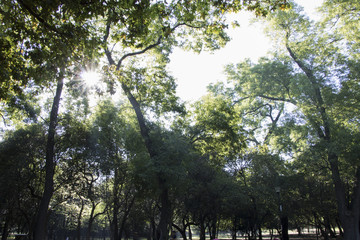 Trees in Chapultepec, México