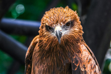 A smart hawk.