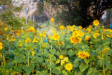 Fototapeta premium sunflower field