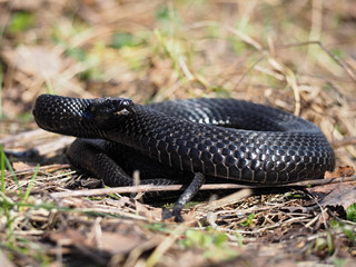 Black snake hiding at the grass at the sun