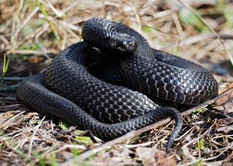 Black snake hiding at the grass at the sun curled up in the ball