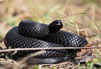 Black snake hiding at the grass at the sun curled up in ball