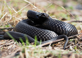 Black snake hiding at the grass at sun curled up in a  ball