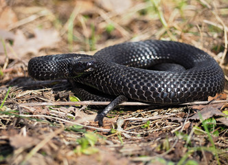 Black snake hiding at the grass at sun curled up in ball