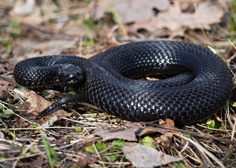Black snake hiding at grass at sun curled up in ball