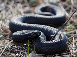 Black snake hiding at grass at sun curled up in ball looking at camera
