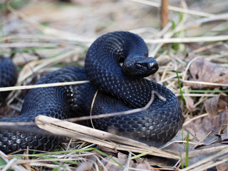 Black snake hiding at the grass at sun creeps