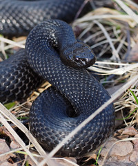 Black snake hiding at the grass at sun eight