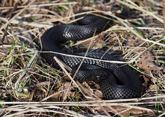 Black snake hiding at the grass at sun with red eyes