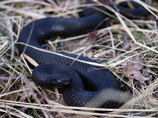 Black snake hiding at the grass at sun with the  dark red eyes