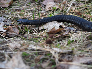 Black snake hiding at the grass at sun creeps with the  dark red eyes