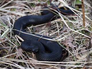 Black snake hiding at the grass at sun creeps with the  dark eyes