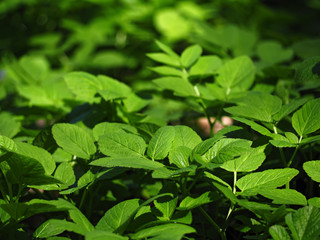 Green bright leaves under the sun lights