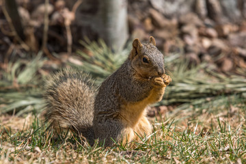 Cute Squirrel Shenanigans