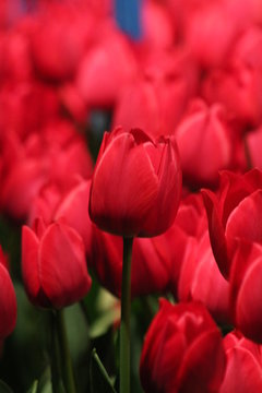 Red Tulip Tulips From Philadelphia Flower Show