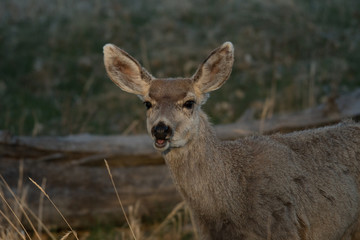 Naklejka na ściany i meble Young Mule Deer with Funny expression