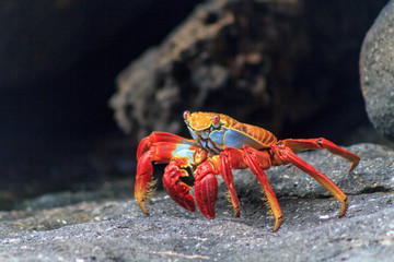 Fototapeta na wymiar Galapagos Crab