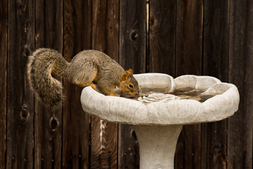 Squirrel taking a Drink from Bird Feeder