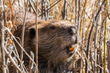 Beaver Head shot