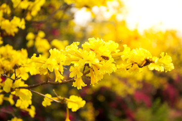 Tabebuia chrysotricha yellow flowers