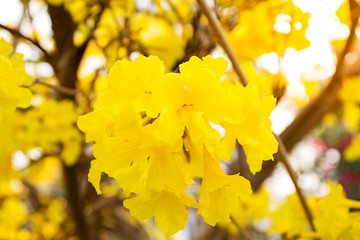 Tabebuia chrysotricha yellow flowers