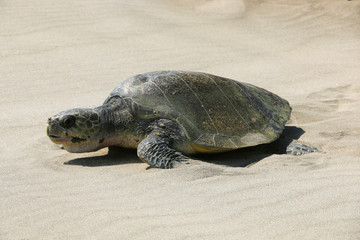 Regresando al mar después de parir