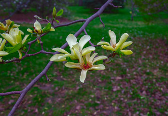 spring flowering of tree