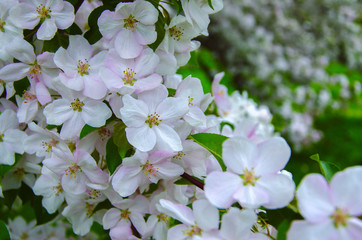 spring flowering of tree