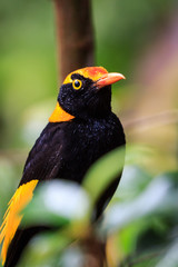 Wild Regent Bower Bird