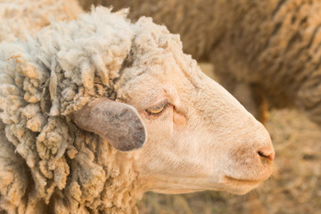 Sheep in farm
