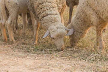 Sheep in farm
