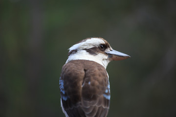 Kookaburra bird