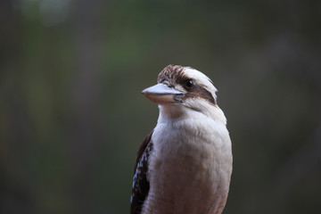 Kookaburra bird