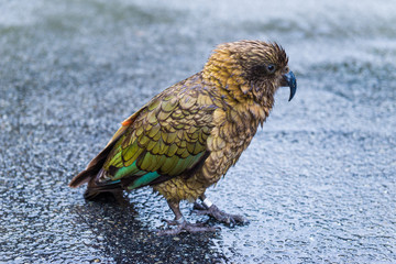 kea bird in new zealand