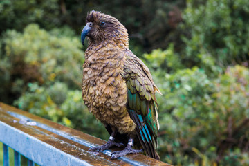 kea bird in new zealand