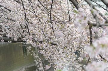 Obraz na płótnie Canvas Cherry blossom or Sakura at Meguro canel in Tokyo, Japan.
